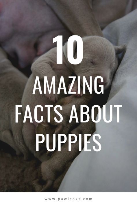 Puppies are loved by everyone. There is even a national puppy day on March 23. Besides the cuteness and fun, they require a lot of work like little children. Here are 10 facts about puppies you probably haven’t hear of and are quite surprising.  Puppy Facts | #puppies Dog Care Checklist, Puppy Facts, Mastiff Breeds, Puppies Tips, National Puppy Day, Puppy Day, Sleeping Puppies, Puppy Stuff, Dog Tips