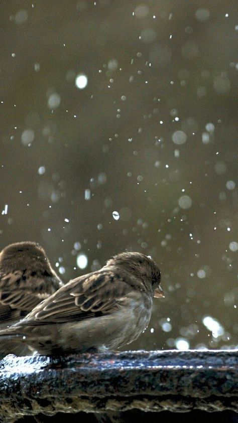 Rainy Wallpaper, Rain Wallpapers, Sparrow Bird, Digital Art Photography, Feeling Pictures, Hd Background, Sparrows, Cool Wallpapers Art, Aesthetic Photography Nature