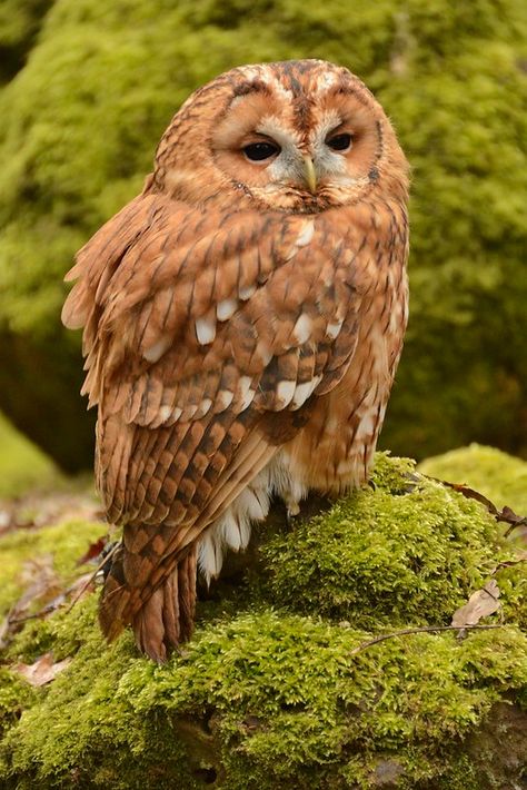 Awesome Owls, Nocturnal Birds, Owl Photography, Tawny Owl, Burrowing Owl, Owl Photos, Hoot Owl, Owl Pictures, Beautiful Owl