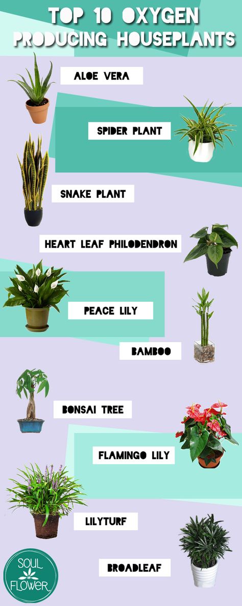 Trying to green up your indoor space and not sure where to start? Check out this list of ten oxygen producing plants that will bring a bit of the outdoors in! Soul Flower, an earth-loving clothing brand for kind souls and free spirits. Aloe Vera – Clears formaldehyde and benzene which are byproducts of chemical-based … Read more... Oxygen Plant, Tall Indoor Plants, Indoor Plants Low Light, Large Indoor Plants, Small Indoor Plants, Inside Plants, Best Indoor Plants, Air Purifying Plants, Houseplants Indoor