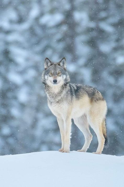 Wolf And Sheep, Animal Sketching, Therian Wolf, Wolf Pics, White Wolves, Wild Wolves, Black Wolves, Spirit Wolf, Wolf Running