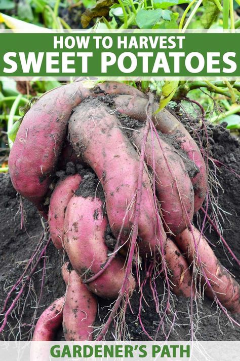 Sweet potatoes are misnamed but easy-to-grow, healthful root vegetables that are completely unrelated to potatoes. On Gardener’s Path now, learn the intricacies of harvesting, curing, and storing homegrown tubers. You’ll also find some delicious ways to prepare this veggie. #sweetpotato #vegetablegarden #gardenerspath Plant Sweet Potatoes, Store Sweet Potatoes, Harvest Sweet Potatoes, Potatoes Growing, Sweet Potato Varieties, Potato Plant, Sweet Potato Plant, Plant Vegetables, Growing Sweet Potatoes