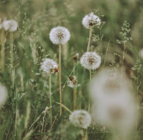 Since getaways are often about unwinding, renewal, and letting go of what doesn't serve, Dandelion is one of @NectarYoga's favourite herbs as the plant is both physiologically and symbolically associated with these themes. 🌼 Dandelion Root Coffee, Dandelion Plant, Bowen Island, Dandelion Tea, A Dandelion, Wellness Retreat, Dandelion Root, Letting Go, Dandelion