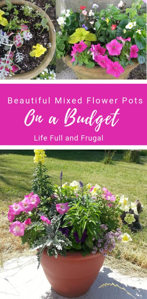 Mixed Flower Pots Ideas, Mixed Flowers In Pots, Four Oclock Flowers, Pentas Flower, Mixed Flower Pots, Cheap Flower Pots, Budget Flowers, Unique Garden Decor, Small Yard Landscaping