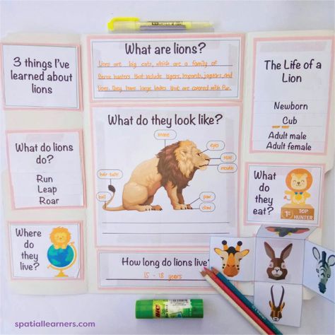 Lions | Basic Facts About Lions | Science - Spatial Learners Lion School Project, Lion Projects For Kids, Lion Habitat Project, Animal Poster Project, Lion Activities For Preschool, Lion Facts For Kids, Facts About Lions, Grade Template, Fun Facts About Lions