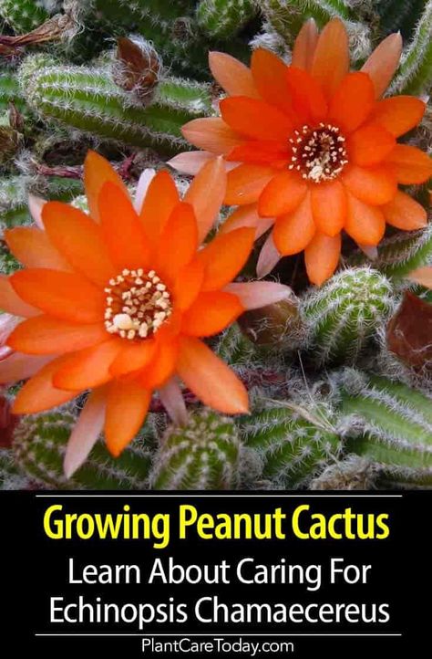 Peanut Cactus Plant (Echinopsis Chamaecereus) long creeping stems, low-growing, orange/red flowers, popular houseplant, unscented. [DETAILS] Peanut Plant, Peanut Cactus, Cactus House Plants, Cactus Terrarium, Cactus Care, Hybrid Tea Roses, Cactus Plant, Succulent Terrarium, Cactus Garden