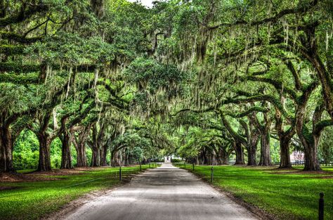 21 Reasons You Should Never Live in the Country - Happy April Fool's Day Tree Tunnel, Boone Hall, Charleston Travel, Live Oak Trees, Night Swimming, Spanish Moss, Pretoria, Charleston Sc, Myrtle Beach