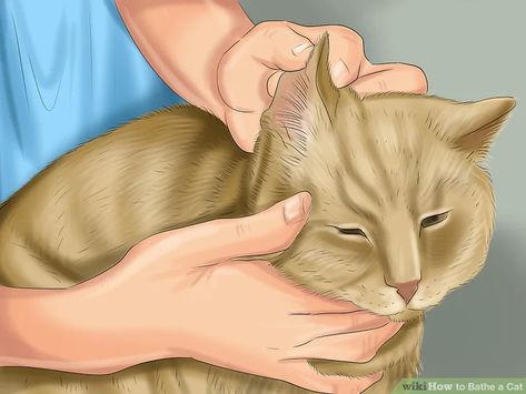 How to Bathe a Cat (with Pictures) - wikiHow Cat Shampoo, Small Tub, Cat Steps, Veterinary Clinic, Veterinary Medicine, Red Cat, Ginger Cats, Animal Hospital, Cat Litter Box