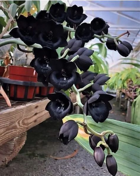 23 Gothic Plants Perfect For People Who Love The Dark Dark House Plants, Goth Plants, Gothic Gardens, Gothic Greenhouse, Indoor Orchid Care, Black Succulents, Dark Plants, Black Plants, Orchid Varieties