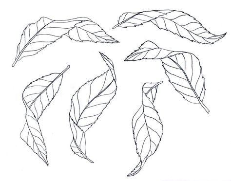 Tree Leaf Drawing, Drawing Leaves On A Tree, Folded Leaves Drawing, Different Leaves Drawings, Drawing Leaf, Types Of Leaves Drawing, Draw Leaf, Tree Leaves Drawing, How To Draw Leaf