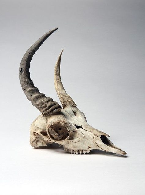 Skull Reference, Animal Skeletons, Animal Skull, Vulture Culture, Animal Bones, Anatomy Reference, Animal Skulls, Natural Forms, Skull And Bones