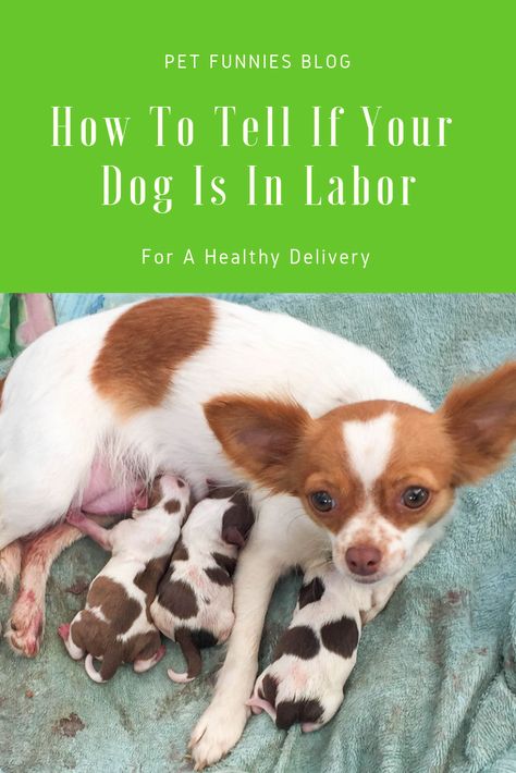 Not sure if your pregnant dog is giving birth? I did the research on how to tell if your dog is in labor, so watch out for the signs here! Getting Ready For Puppy Birth, Dog Labor And Delivery, Dog Giving Birth, Pregnant Dog Care Tips, Dog Labor, Dog Having Puppies, Dog Breeding Kennels, Dog Breeding Business, Whelping Puppies