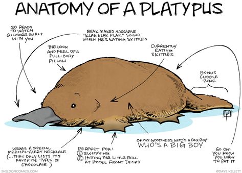 Anatomy of a Platypus Duckbill Platypus, Baby Platypus, Duck Billed Platypus, Aussie Animals, Land Animals, Australia Animals, Egg Laying, Interesting Animals, Platypus