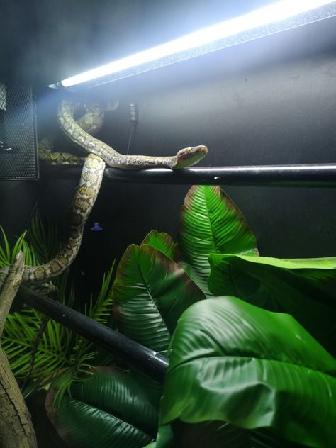 Beautiful reticulated python exploring her new enclosure. Reticulated Python Enclosure, Python Enclosure, Pet Enclosures, Snake Enclosure, Reticulated Python, Pet Enclosure, Exotic Animals, Exotic Pets, Snakes