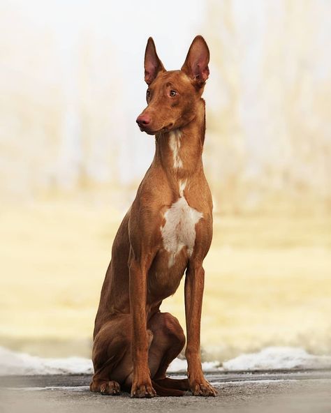 Dog Sale, Fantasy Country, Healthiest Dog Breeds, Dog For Sale, Cutest Pets, Rare Dogs, Ibizan Hound, Expensive Dogs, Game Hunting