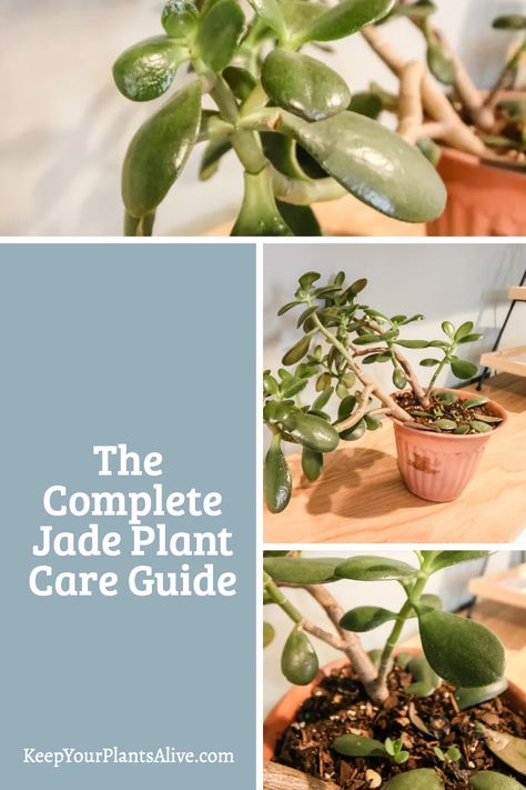 Want to add a jade plant to your collection? This is a super beginner friendly house plant! Here is my jade plant care guide! Jade Plant Care, Plant Care Guide, Lucky Plant, Jade Plant, Types Of Succulents, Long Branch, Crassula Ovata, Jade Plants, Tin Cans