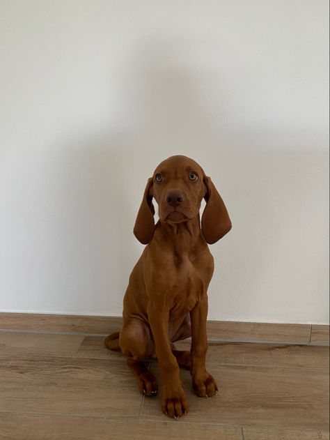 Dogs Doing Funny Things, Vizsla Puppies, Vizsla Dogs, Fluffy Puppies, Pet Breeds, Very Cute Dogs, Trondheim, Puppies And Kitties, Cute Wild Animals