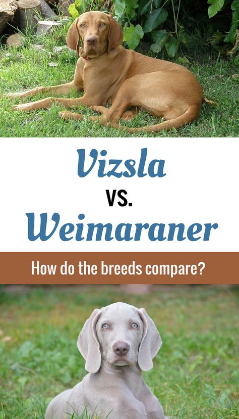 Visla Puppy Vizsla, Vizla Weimaraner, Viszlas Dog, Vizsla Tattoo, Big Tortoise, List Of Dog Breeds, Weimaraner Puppies, Vizsla Dog, Hungarian Vizsla