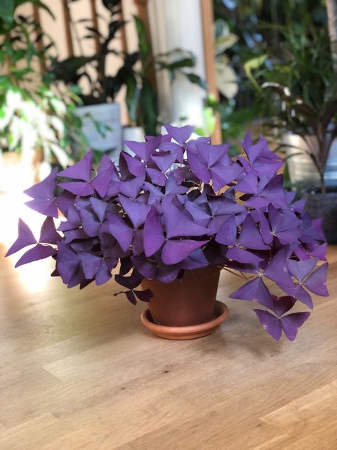 Shamrock Plant, Purple Shamrock, Oxalis Triangularis, Easy Care Houseplants, Plant Care Houseplant, Purple Plants, Inside Plants, House Plants Decor, House Plants Indoor