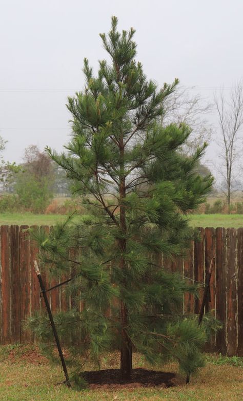 Loblolly Pine Trees Landscaping, Tennessee Trees, Mushroom Mural, Loblolly Pine, Holly Plant, Conifers Garden, Tiny Farm, Spanish Mediterranean, Tree Growing