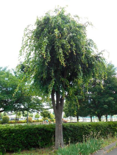 Zelkova Tree Information: Japanese Zelkova Tree Facts And Care - Even if you’ve seen Japanese zelkovas growing in your town, you may not be familiar with the name. It’s both a shade tree and an ornamental that is fairly cold hardy and easy to grow. For more Japanese zelkova tree facts, click this article. Zelkova Tree, Tree Facts, Interesting Plants, Garden Flowers Perennials, Perennial Flower, Japanese Tree, Deer Resistant Plants, Norwegian Wood, Japanese Language Learning