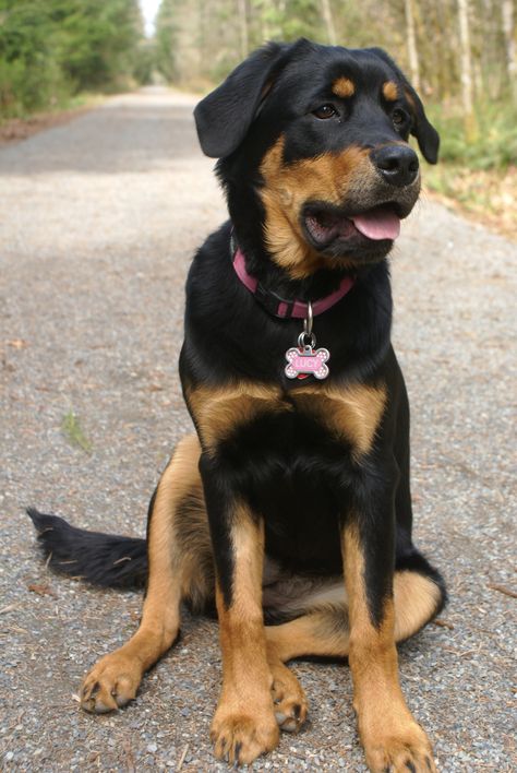 Love my Lucy  15/4/12 @ 6 months  Rottweiler/Bernese Mountain Dog/Lab Rottweiler Mix Puppies, Bernese Mountain Dog Mix, Dog Lab, Bernese Puppy, Anime Puppy, Dog Rottweiler, Most Expensive Dog, Dog Line Art, Rottweiler Mix