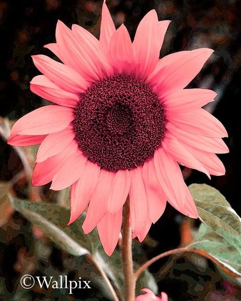 @christopher965620 on Instagram: "Pink sunflower" Sunflower Iphone Wallpaper, Pink Sunflowers, Sunflowers And Daisies, Sunflower Pictures, Sunflower Wallpaper, Quirky Art, Phone Backgrounds, Flower Garden, Wild Flowers