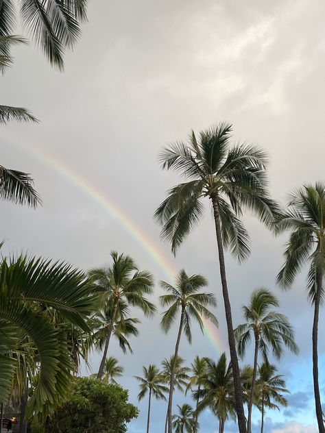 aesthetic rainbow in waikiki oahu hawaii behind palm trees palm tree rainbow island life insta pic inspo feed filler Waikiki Aesthetic, Oahu Hawaii Aesthetic, Lifeguard Aesthetic, Beach Bike Ride, Palm Tree Aesthetic, Feed Filler, Rainbow Island, Aesthetic Rainbow, Hawaii Summer