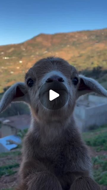 I Love My GOAT on Instagram: "🐐 😍❤️🥰🐐

📸.@zolikha_bouanan96 

#goatbaby #goatlove #goat #mygoat#nigeriandwarfgoatsofinstagram#goatjournal#farmanimals#farmhousekitchen#familyfarm#goatyoga#goatlove#goat

#newyork
#losangeles
#chicago
#houston
#phoenix
#philadelphia
#sanantonio
#sandiego" T Baby, Goa, San Antonio, Goats, Philadelphia, Phoenix, San Diego, Houston, Chicago