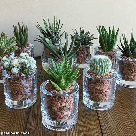 Mason Jar Succulents, Succulents In Glass, Kaktus Dan Sukulen, نباتات منزلية, Succulent Centerpieces, Succulent Garden Diy, Types Of Succulents, Succulent Gardening, Succulents Indoor