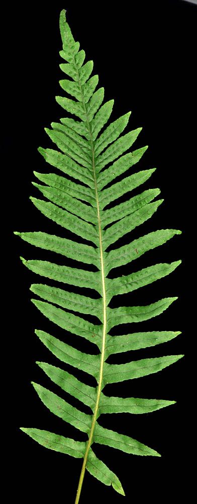 Polypodium glycyrrhiza - Licorice Fern. Leaf blade not leathery, deciduous; surface +/- matte, apple green; horizontal stems green, tan, or brown. Apex of blade segments generally long tapered. Stems taste sweet. Dinosaur Age, Fern Tattoo, Game Textures, Fern Leaf, Futuristic City, Apple Green, Native Plants, Licorice, Fern