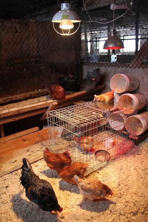 Stall Flooring, Pine Shavings, Plastic Pail, Chicken Barn, Barn Stalls, Miniature Donkey, Backyard Poultry, Dog Pen, Homesteading Skills