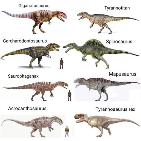 Types Of Dinosaurs, Prehistoric Animals Dinosaurs, Dinosaur Facts, Walking With Dinosaurs, Prehistoric Wildlife, Prehistoric Dinosaurs, Fun Facts About Animals, Dinosaur Posters, All Dinosaurs