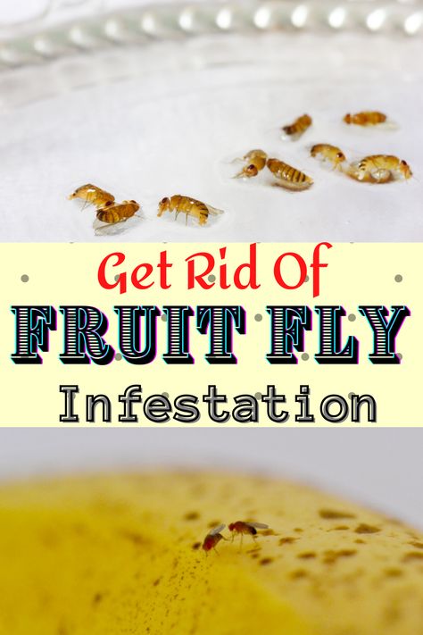 How To Get Rid Of Fruit Flys In House, Killing Fruit Flies In House, How To Rid Fruit Flies, Getting Rid Of Knats In The House Fruit Flies, Home Remedy For Fruit Flies, How To Get Rid Of Fruit Flies In Drain, How Do You Get Rid Of Fruit Flies, Fruit Flies In Drain Sinks, Rid Of Fruit Flies In House