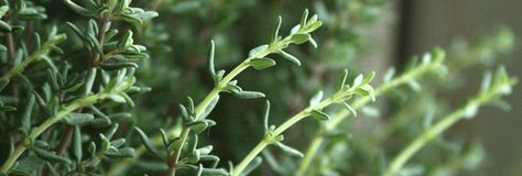 Benefits Of Thyme Essential Oil Explained: Time For Thyme Benefits Of Thyme, Snoring Essential Oils, Palmarosa Essential Oil, Soft Palate, Thyme Essential Oil, Diy Essential Oil Recipes, Distillation Process, Steam Distillation, Perennial Shrubs