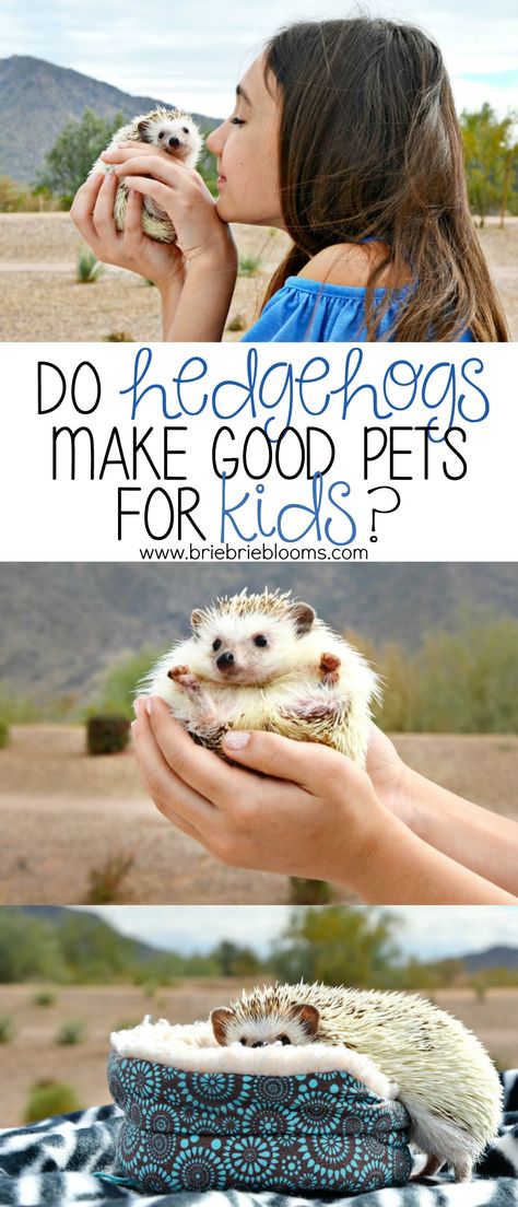 Do hedgehogs make good pets for kids? Every pet and owner relationship has it's pros and cons. Read what we've learned by our child having a pet hedgehog. Easy Pets To Take Care Of, Small Pets To Own, Hedgehog Setup, Good Pets For Kids, Hedgehog Cage Ideas, Hedgehog Travel, Small Pets For Kids, Hedgehog Habitat, Hedgehog Supplies