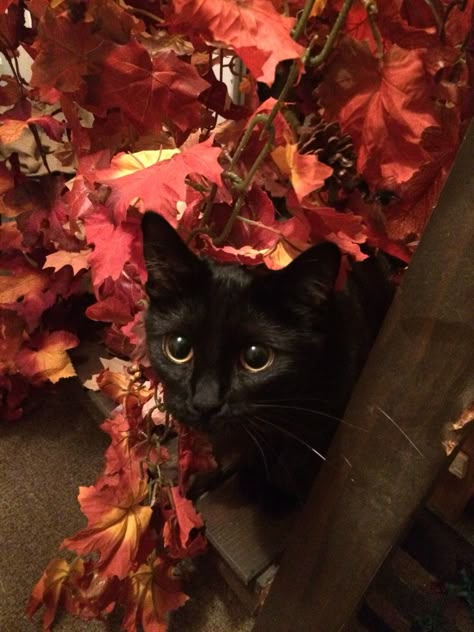 Cat In Autumn, Black Cat Autumn, Autumn Cats, Black Cats Halloween, Fall Cat, Black Cat Aesthetic, Fall Cats, Curious Cat, Halloween Vibes