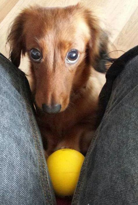 via Everyone Loves A Dachshund... such an adorable face!! <3 Dachshund Funny, Whippet Dog, Doxie Dogs, Puppy Dog Eyes, Funny Dachshund, Weenie Dogs, Dachshund Lovers, Dachshund Puppies, Dachshund Love