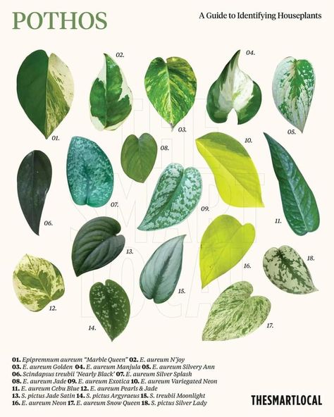 Plant Leaf Identification, Leaf Identification, Plant Varieties, Pothos Plant, Plant Identification, Plants Indoor, Growing Indoors, Plants Garden, Plant Mom