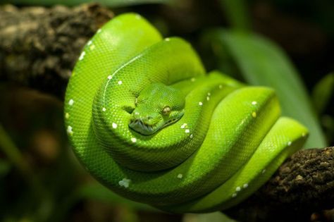 Python Drawing, Green Tree Python, Emerald Tree Boa, Tree Python, Colorful Snakes, Pretty Snakes, Boa Constrictor, Reptile Room, Reptile Snakes