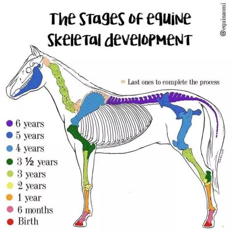 Horse Bones, Horse Massage, Equine Veterinarian, Horse Age, Equine Massage, Equine Veterinary, Male Horse, Horse Information, Healthy Horses