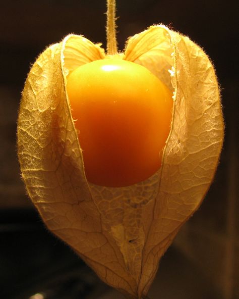 Cape Gooseberry, Resep Diet, Chinese Lantern, Smart Art, Beautiful Fruits, Unusual Plants, Growing Fruit, Harvest Time, Exotic Fruit