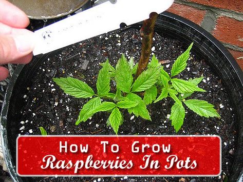 How To Grow Raspberries In Pots... #gardening #containergardening #homestead #homesteading Grow Raspberries In Containers, Raspberry In Pots, Grow Raspberries In Pots, How To Grow Raspberries In A Pot, Diy Pig Feeder, Raspberries In Pots, How To Grow Raspberries, Grow Raspberries, Raspberry Trellis