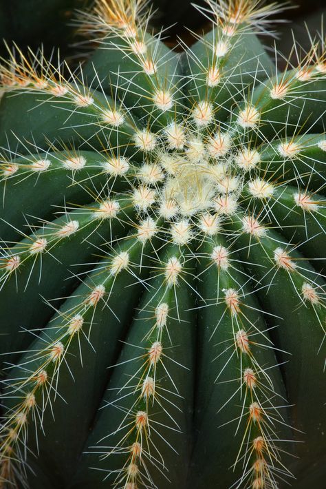 Photowall Ideas, Cactus Photography, Theme Nature, Green Cactus, Cactus Y Suculentas, Cactus Garden, Pretty Plants, Cactus Flower, Cactus And Succulents