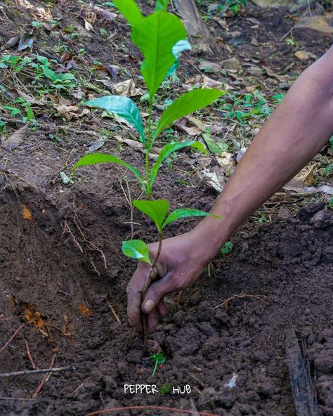 Coffee plants can be planted as inter crop in farms with other plants like areca, black pepper and other cash crops Buy Robusta plants online https://www.pepperhub.in/product/robusta-coffee/ #pepperhub #plants #coffeeplants #farming #agriculture Cash Crops, Coffee Plants, Robusta Coffee, Cash Crop, Coffee Plant, Black Pepper, Agriculture, Canning, Coffee