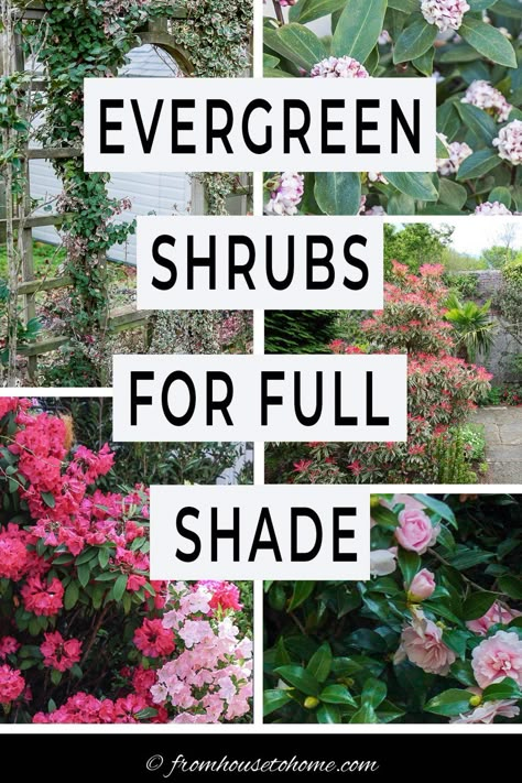 Evergreen Shrubs For Shade, Shrub Trees, Shrub Landscaping, Shrubs Landscaping, Flower Shrubs, Evergreen Bushes, Shrubs For Shade, Foundation Plants, Evergreens For Shade