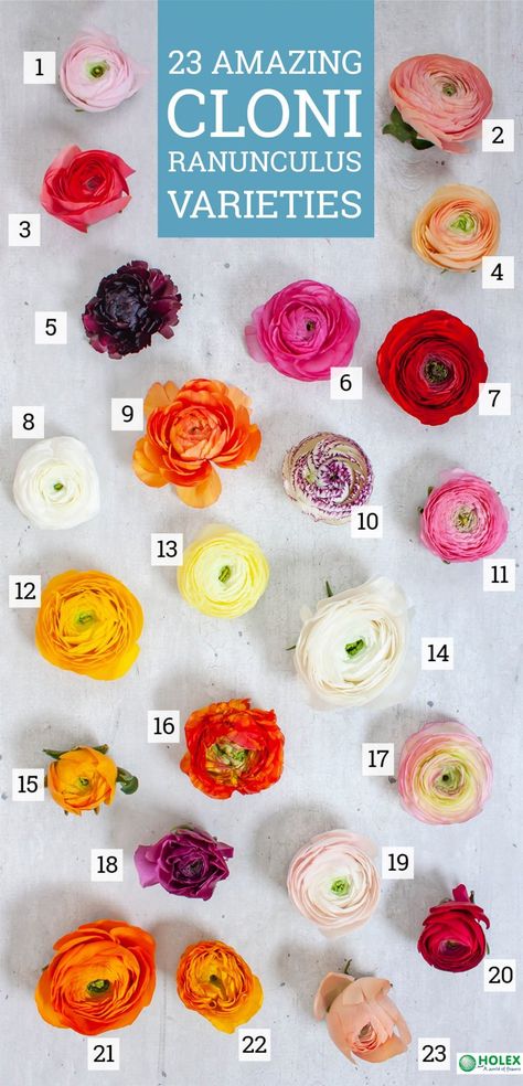 In Season: Ranunculus | Florists' Review Ranunculus Garden, Ranunculus Asiaticus, Florist Studio, Ranunculus Flower, Flower Headdress, Ranunculus Flowers, Flower Colors, Flower Business, Boho Chic Wedding