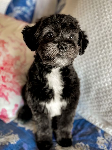 Shih Poo Black, Shih Poo Haircuts, Black Morkie, Black Yorkie Poo, Yorkie Poo Haircut, Shihpoo Puppies, Shitzu Poodle, Shih Tzu Poodle Mix, Schnoodle Dog