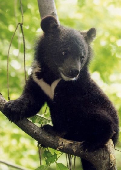 Beautiful moon bear Asian Black Bear, Bear Habitat, Bear Species, Black Bear Cub, Moon Bear, Bear Cub, Animal Habitats, Bear Cubs, Bear Stuffed Animal