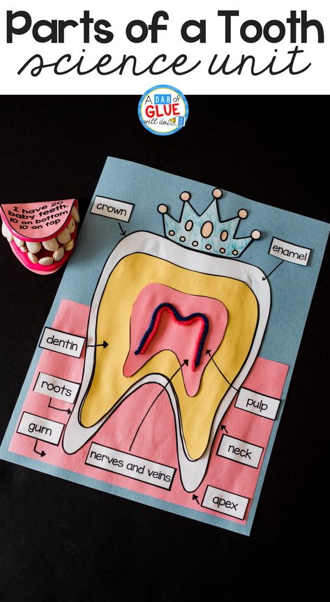 Engage your class in an exciting hands-on experience learning all about teeth! This dental health science unit is perfect for science in Preschool, Pre-K, Kindergarten, First Grade, and Second Grade classrooms and packed full of inviting science activities. Dental Health Unit, Kids Dental Health, Dental Health Activities, Classroom Science, Dental Health Month, Kid Science, Human Body Unit, Health Unit, Dental Kids